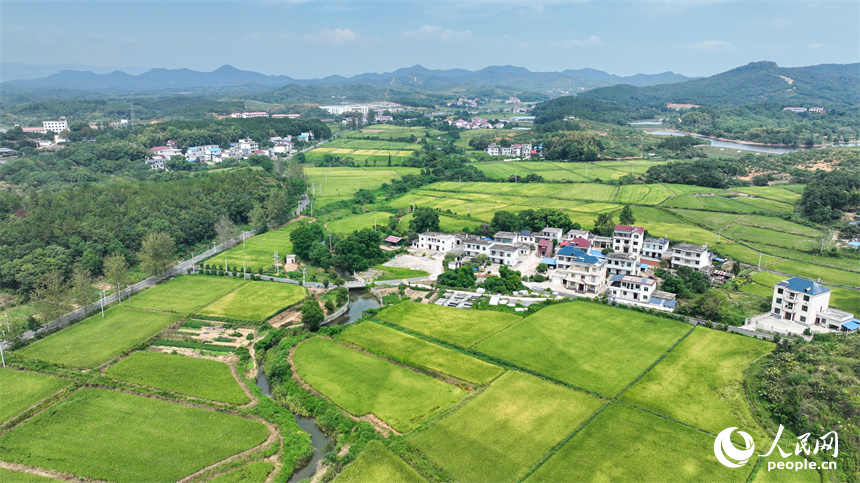 從空中俯瞰江西省共青城市澤泉鄉花園村一派鄉村秋色田園畫卷。潘成攝