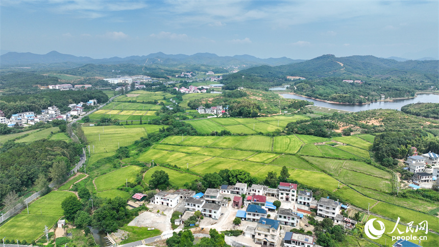 從空中俯瞰江西省共青城市澤泉鄉花園村一派鄉村秋色田園畫卷。潘成攝