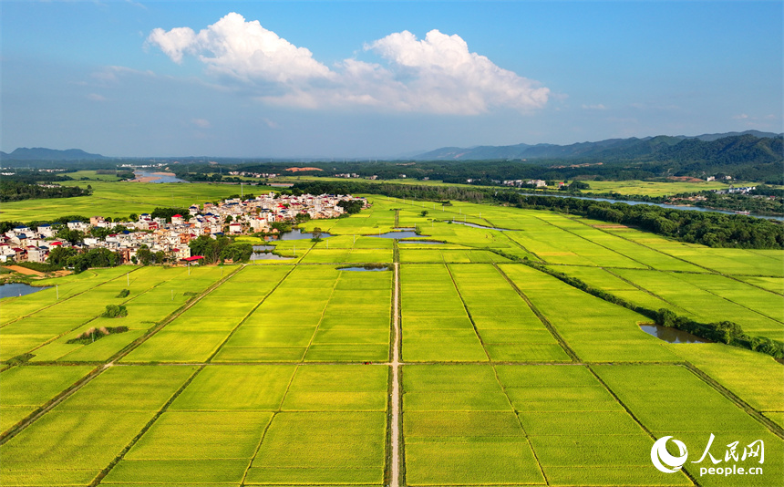 吉安市吉水县丁江镇丁江村，连片金黄的稻田与河流、村落、山峦相映成景。人民网 朱海鹏摄