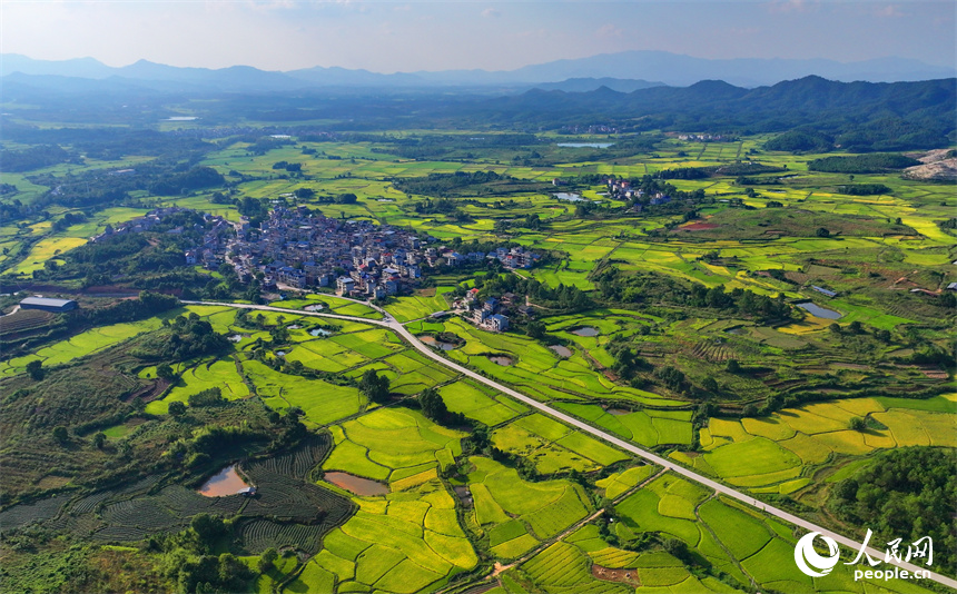 吉水縣白水鎮洪橋村，群山連綿、阡陌縱橫，泛黃的稻田與通村公路、民居、綠植相映成趣。人民網 朱海鵬攝