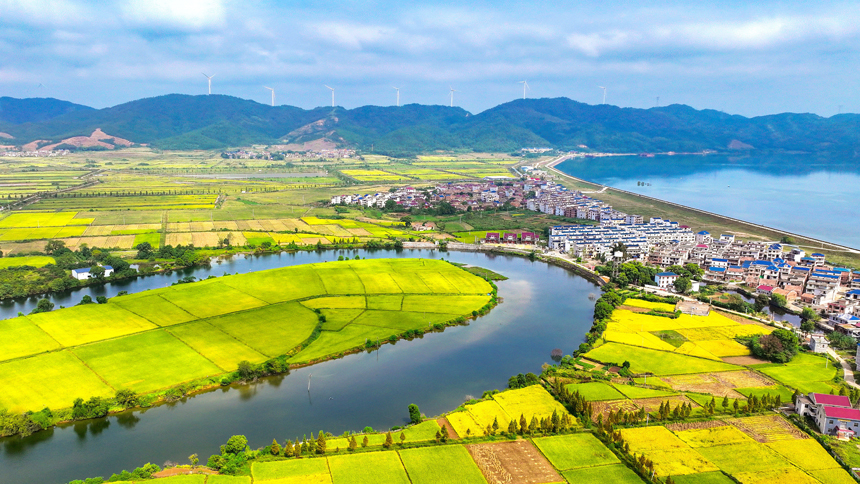 吉安市吉水县盘谷镇菜园村，金黄稻田和秀美村庄交相辉映，景美如画。廖敏摄