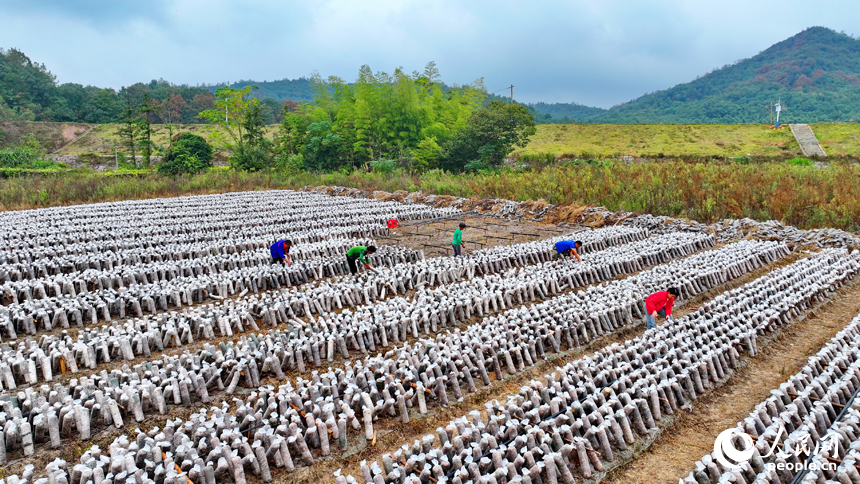 抚州市东乡区黎圩镇潭江村木耳种植基地，村民在打理木耳菌棒。人民网 朱海鹏摄