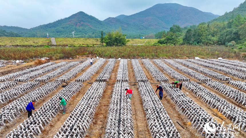 抚州市东乡区黎圩镇潭江村木耳种植基地，村民在打理木耳菌棒。人民网 朱海鹏摄