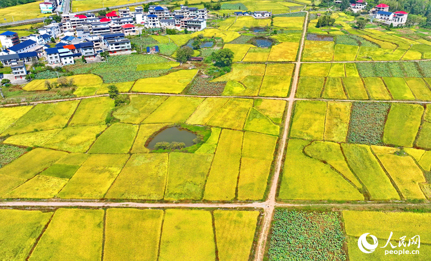 赣州市宁都县洛口镇员布村，“四好农村路”与沿线稻田、农房、青山相映相称，路畅景美如画。人民网 朱海鹏摄