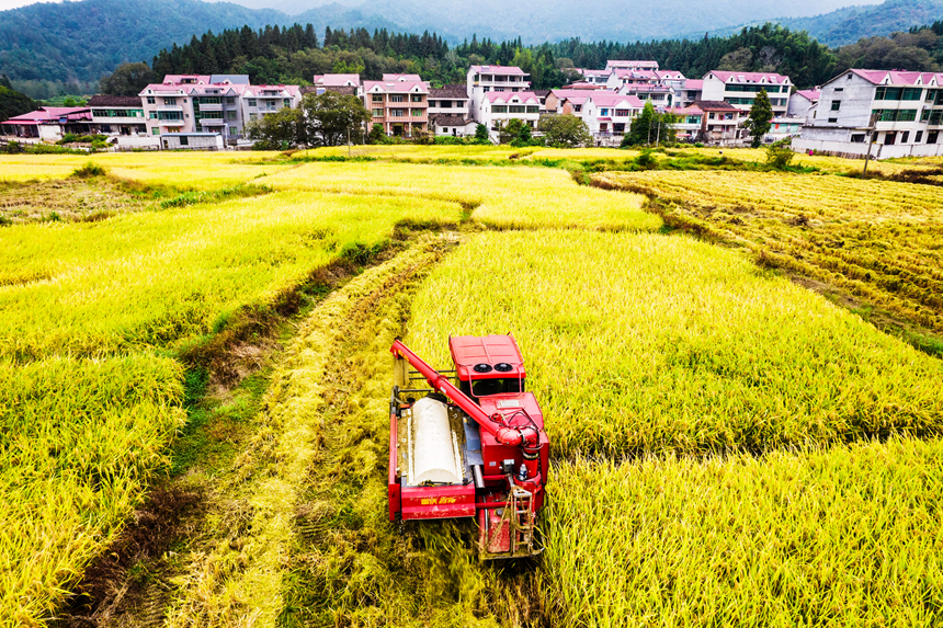 收割机在田间来回穿梭忙碌作业。吴志贵摄