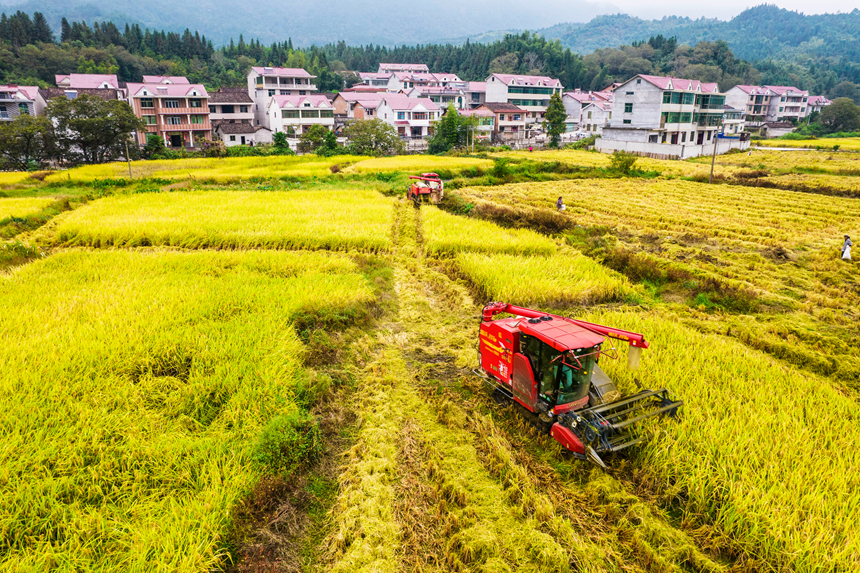 收割机在田间来回穿梭忙碌作业。吴志贵摄