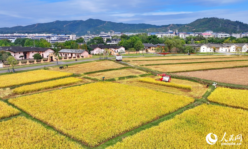 瑞金市沙洲壩鎮沙洲壩村，連片的晚稻迎來豐收。人民網 朱海鵬攝