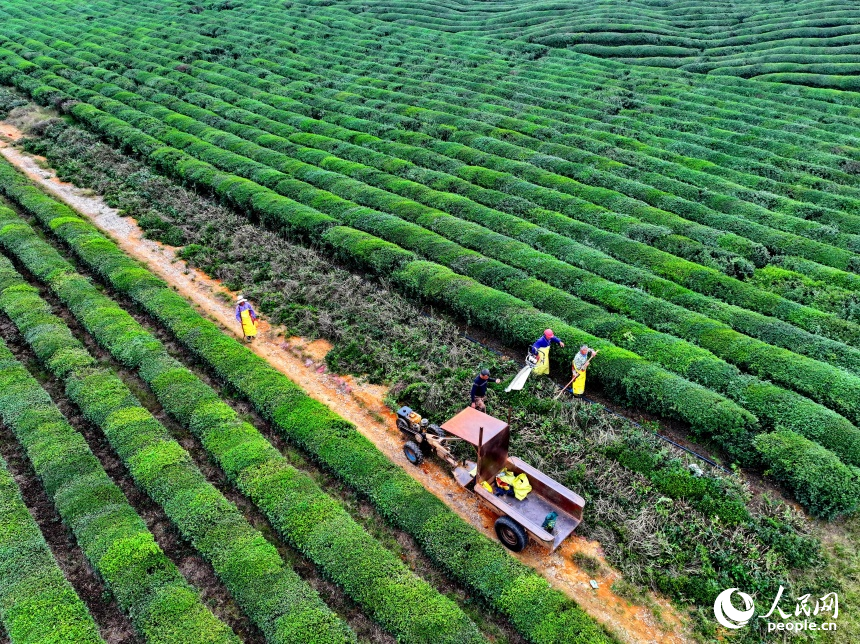 宜春市上高县新界埠镇的千亩生态茶园，茶农们正忙着进行梳枝、施肥、除虫防病作业。人民网 朱海鹏摄