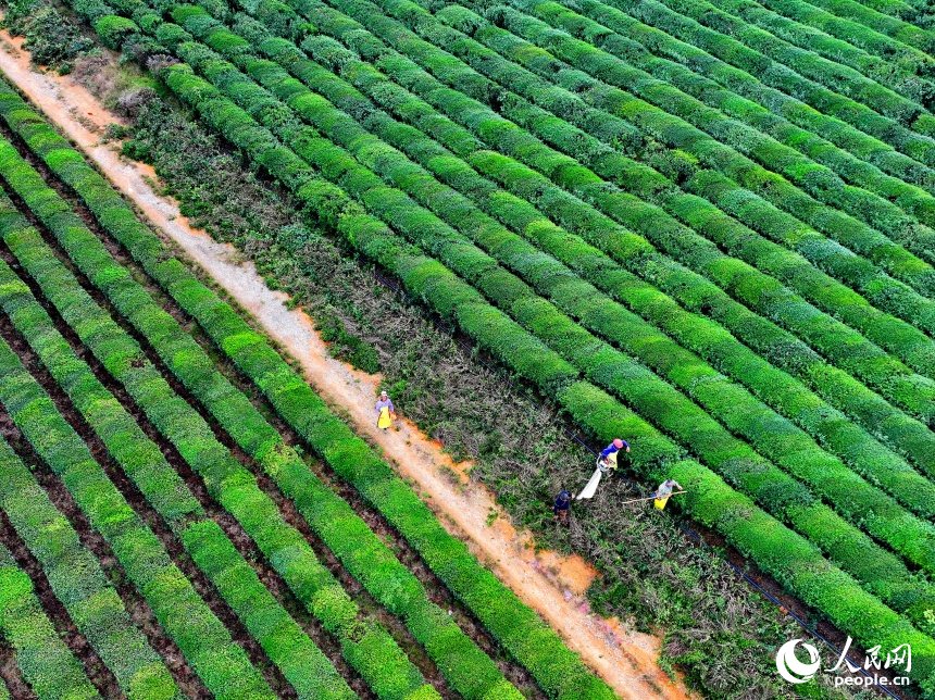 宜春市上高县新界埠镇的千亩生态茶园，茶农们正忙着进行梳枝、施肥、除虫防病作业。人民网 朱海鹏摄