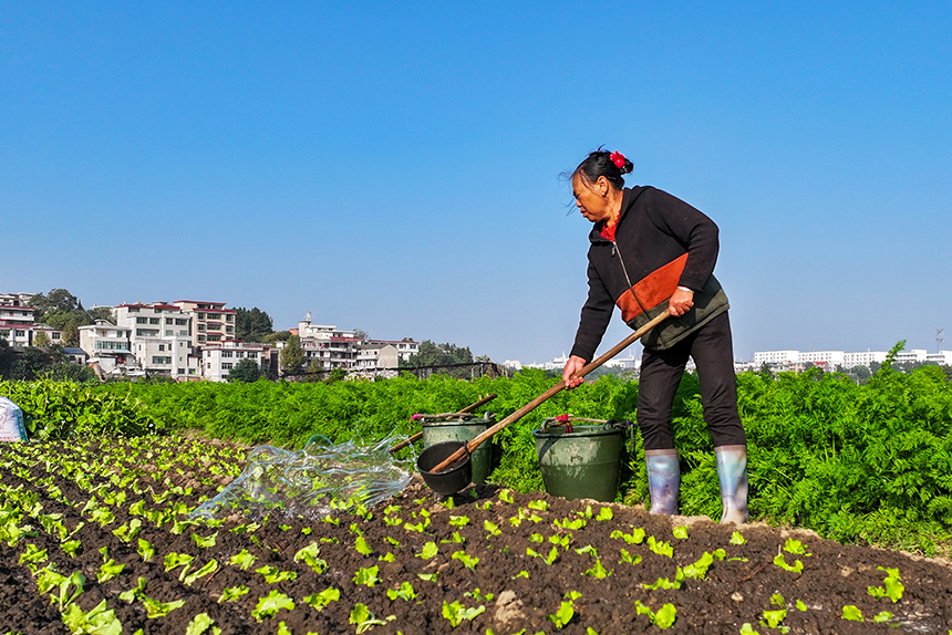 菜農正在打理、收獲應季蔬菜。廖敏攝