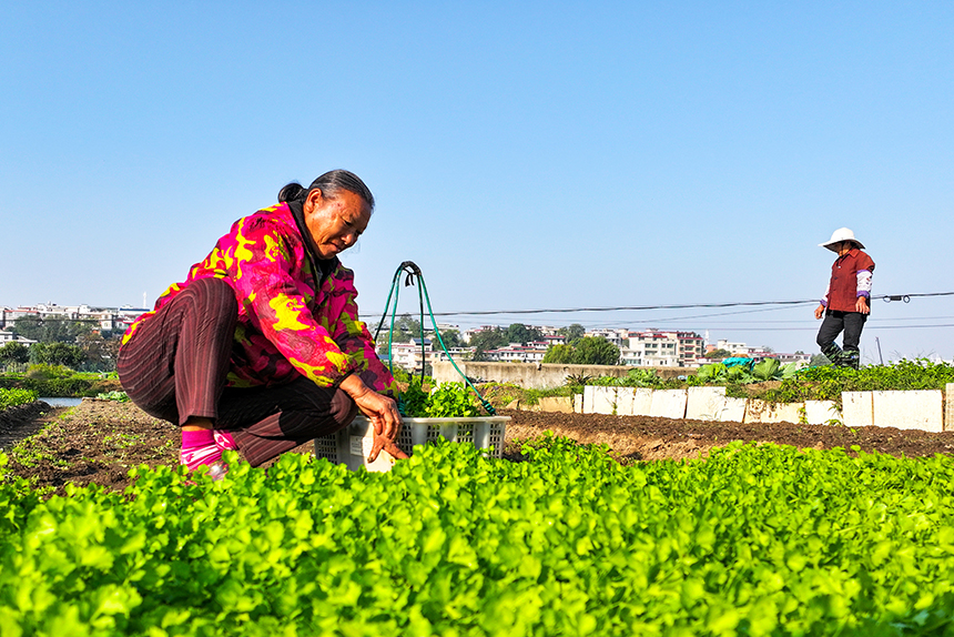 菜農正在打理、收獲應季蔬菜。廖敏攝