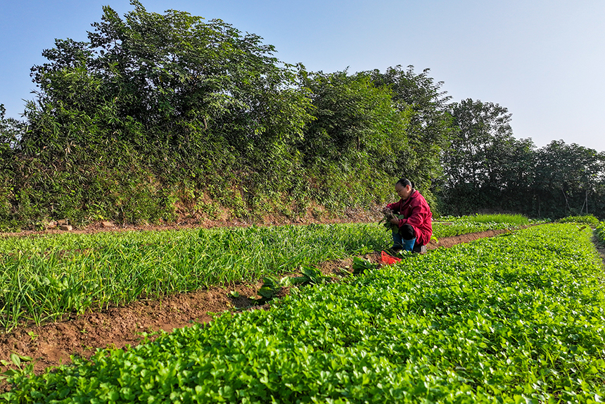 菜農正在打理、收獲應季蔬菜。廖敏攝