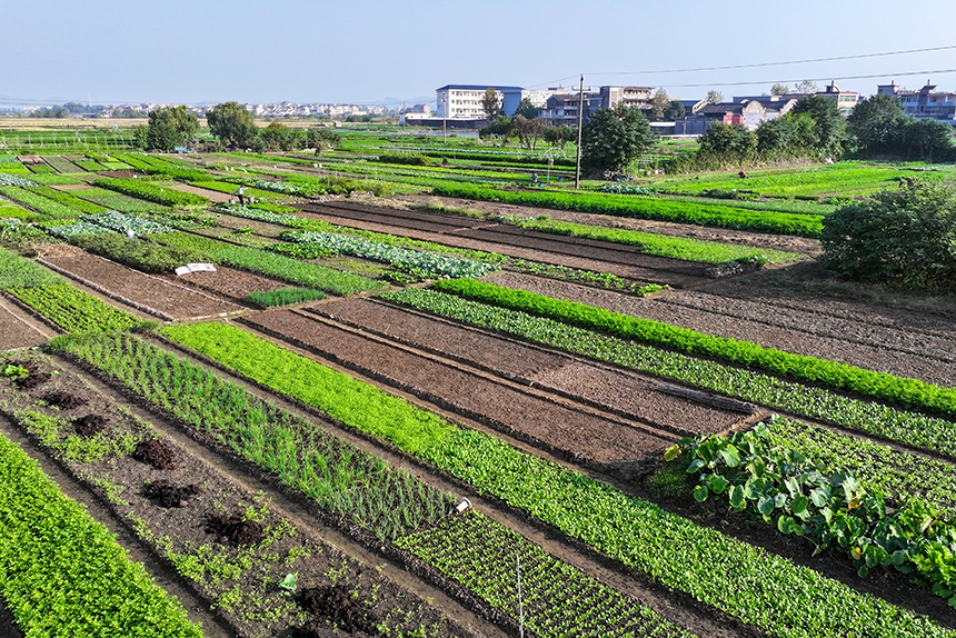 菜農正在打理、收獲應季蔬菜。廖敏攝