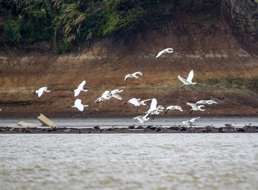 成群的越冬候鸟白琵鹭在鄱阳湖湖口县湿地展翅飞翔、栖息觅食。李学华摄