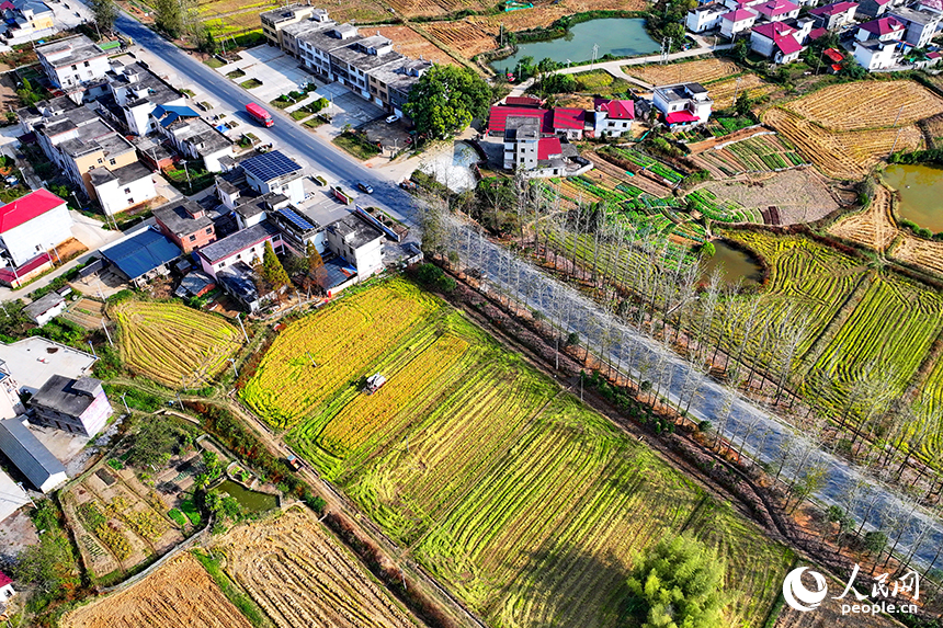 宜春市宜丰县澄塘镇黄坪村，连片的高标准农田纵横交错，与村居民房相映成景。人民网 朱海鹏摄