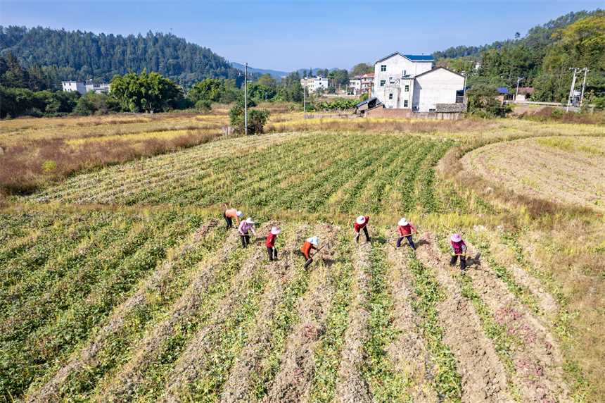 村民们拿着农具，在田间采挖红薯。张元兵摄