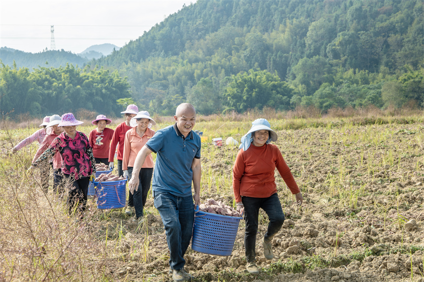 村民们拿着农具，在田间采挖红薯。张元兵摄