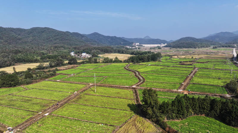 撫州市東鄉區黎圩鎮浯溪村田畈上，村民正在採收蘿卜。饒方其攝