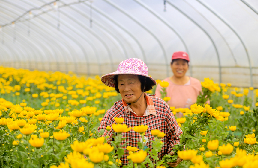 种植基地内，菊花喜获丰收，当地村民正忙着采收、分拣菊花。吴江摄