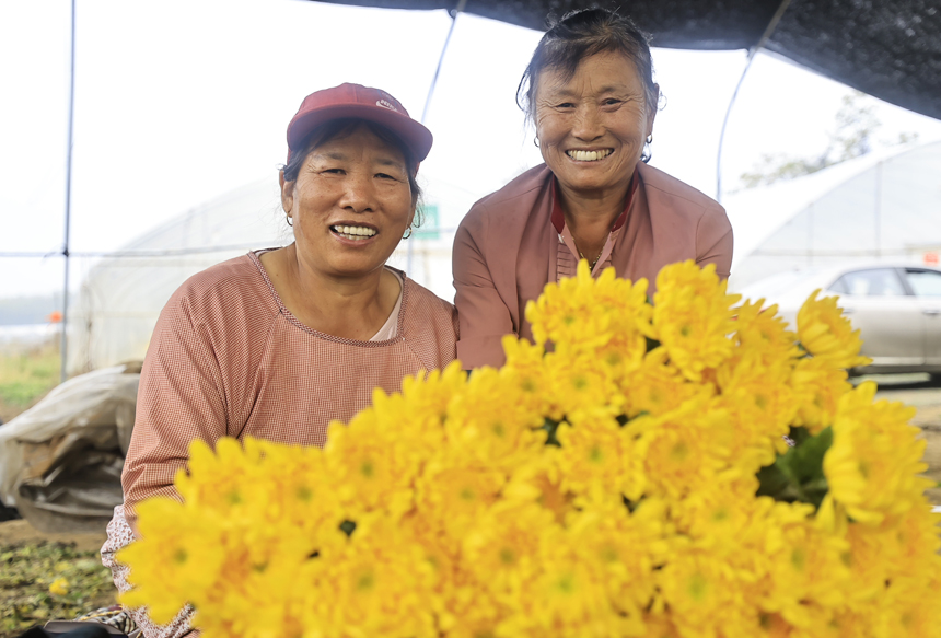 种植基地内，菊花喜获丰收，当地村民正忙着采收、分拣菊花。吴江摄