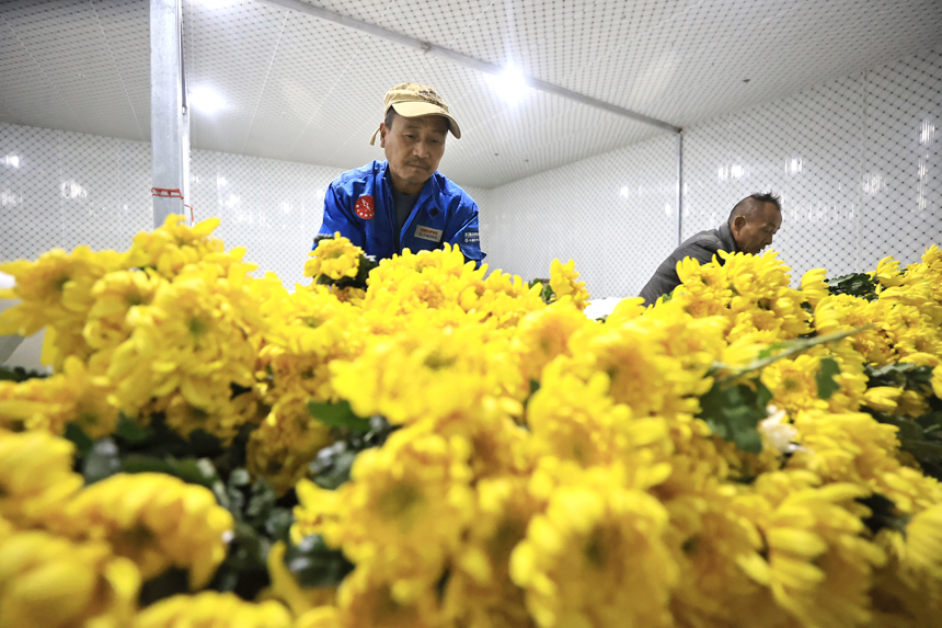 种植基地内，菊花喜获丰收，当地村民正忙着采收、分拣菊花。吴江摄