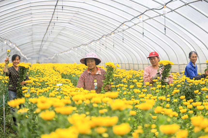 种植基地内，菊花喜获丰收，当地村民正忙着采收、分拣菊花。吴江摄