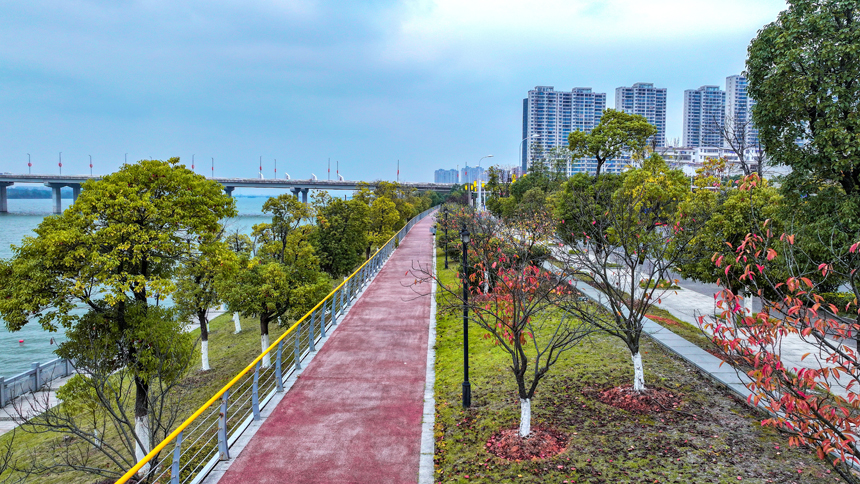 吉水縣贛江岸邊，楓紅杏黃，層林盡染，景美如畫。 廖敏攝