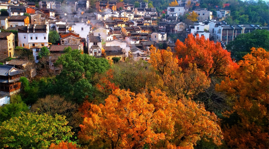 篁岭景区枫叶渐次泛红。程红摄