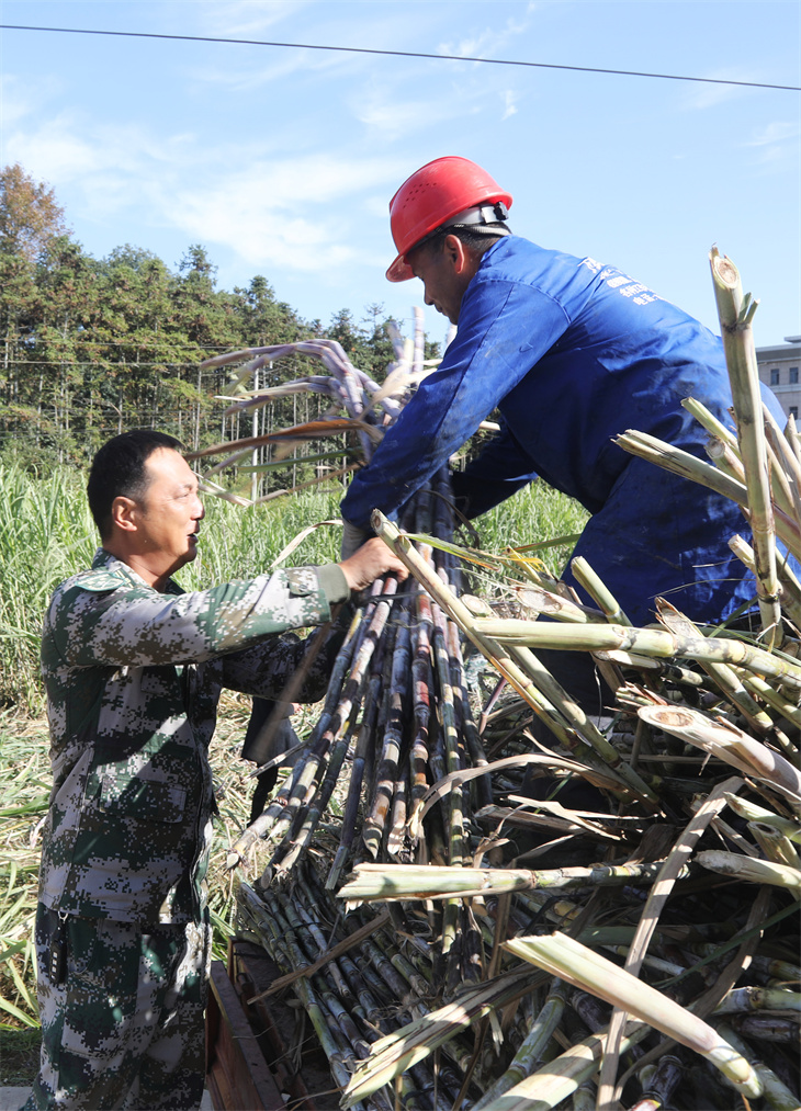 撫州市東鄉區瑤圩鄉瑤圩村，助農服務隊正幫助村民採收搬運甘蔗。饒方其攝