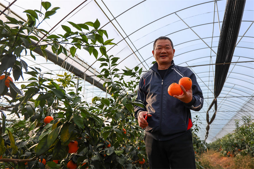 吉勇生态果业种植园内，游客正在采摘果冻橙，体验丰收喜悦。廖敏摄