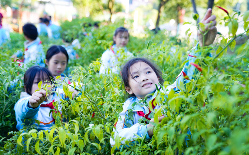 上高县镜山小学的孩子们在学校种植园里采摘各种蔬菜。陈旗海摄