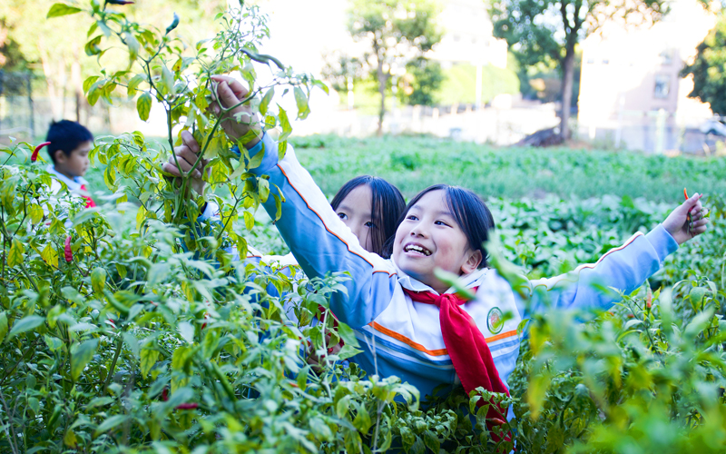 上高縣鏡山小學的孩子們在學校種植園裡採摘各種蔬菜。陳旗海攝