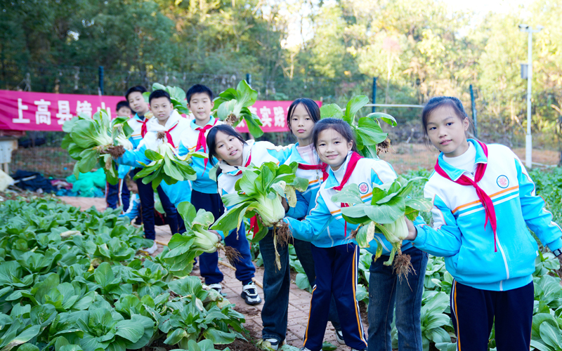 上高县镜山小学的孩子们在学校种植园里采摘各种蔬菜。陈旗海摄