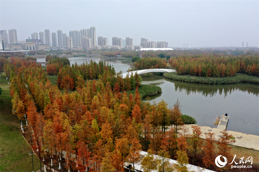 大雪节气，南昌鱼尾洲湿地公园的水杉换上 “红妆”。人民网记者 时雨摄