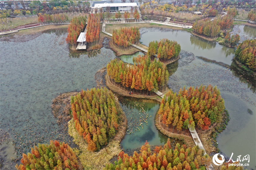 大雪节气，南昌鱼尾洲湿地公园的水杉换上 “红妆”。人民网记者 时雨摄