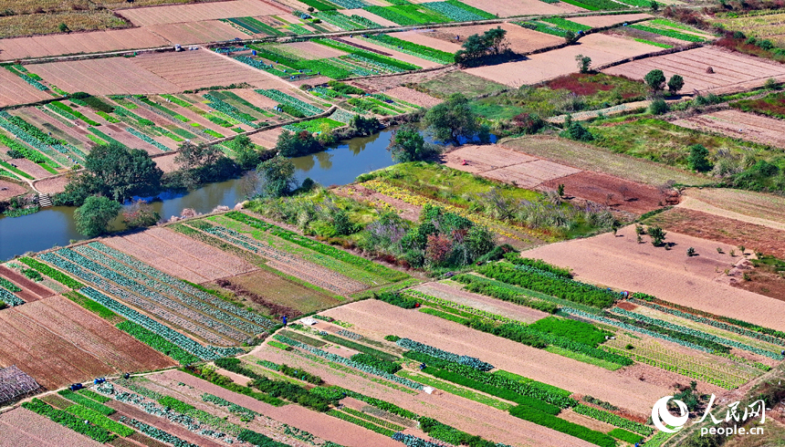 吉安市吉水县金滩镇白鹭村，露天蔬菜种植基地与村庄房屋相映成景，村民在田间种植蔬菜忙农事。人民网 朱海鹏摄