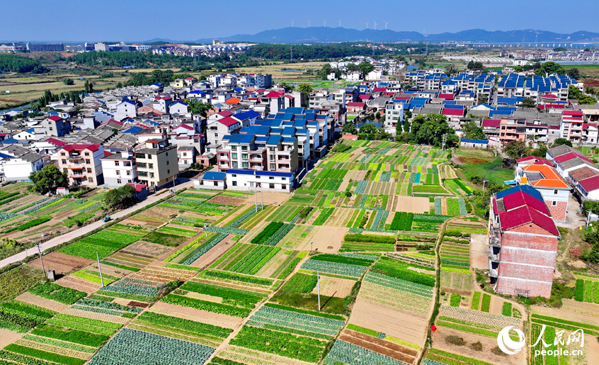 吉安市吉水县金滩镇白鹭村，露天蔬菜种植基地与村庄房屋相映成景，村民在田间种植蔬菜忙农事。人民网 朱海鹏摄