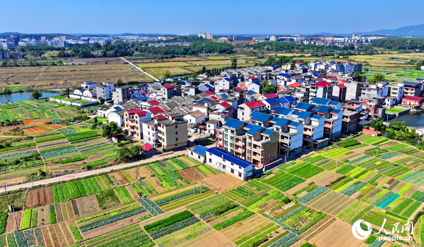 吉安市吉水縣金灘鎮白鷺村，露天蔬菜種植基地與村庄房屋相映成景，村民在田間種植蔬菜忙農事。人民網 朱海鵬攝