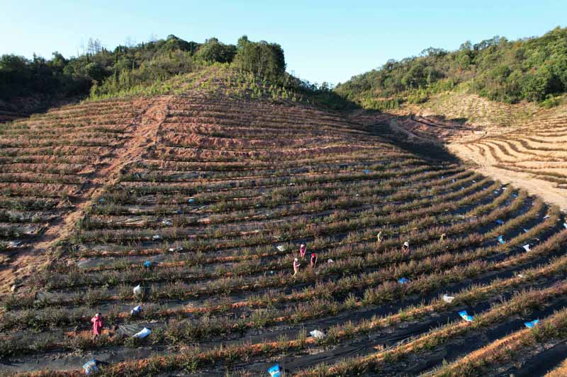 在东乡区甘坑林场蓝莓种植基地，农户正在进行施肥管护作业。曾志亮摄