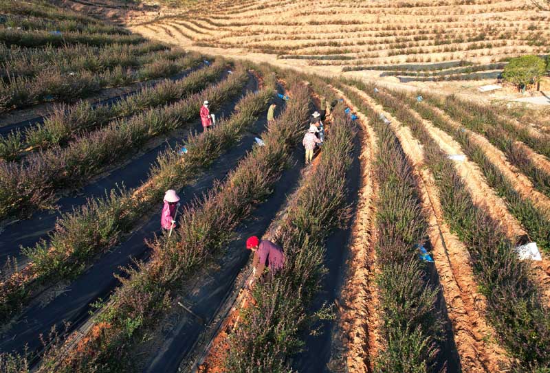 在東鄉區甘坑林場藍莓種植基地，農戶正在進行施肥管護作業。曾志亮攝