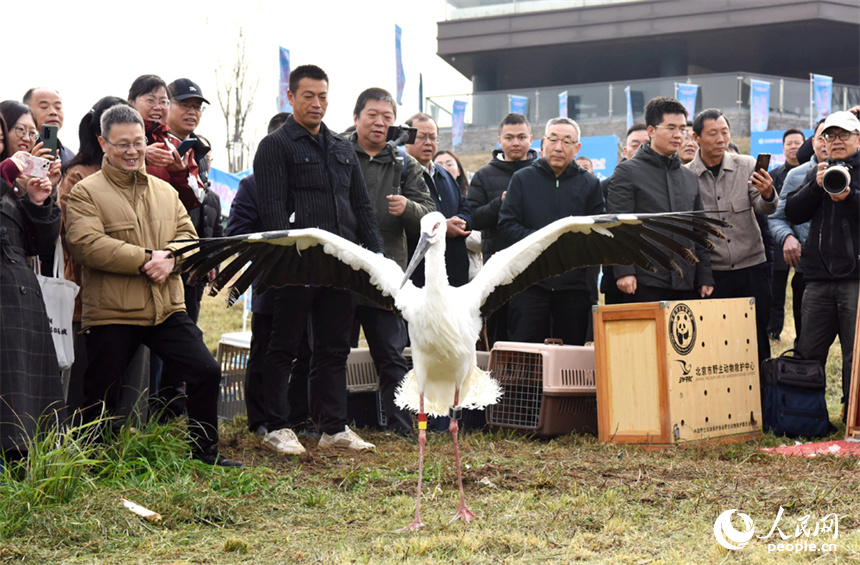 2024年江西省白鹤保护宣传周启动仪式暨救护候鸟放飞活动在江西省永修县吴城镇举行。人民网记者 时雨摄