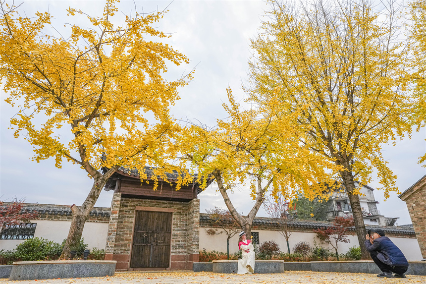 南丰县琴城镇赵醒侬革命事迹展示馆，古银杏树满目金黄，市民游客在此游玩拍照。谢东摄