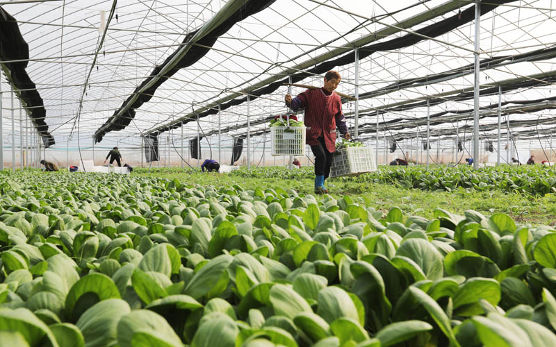 东乡区何坊村大棚蔬菜基地种植的小白菜迎来丰收，农民忙着采摘、分拣供应市场。饶方其摄