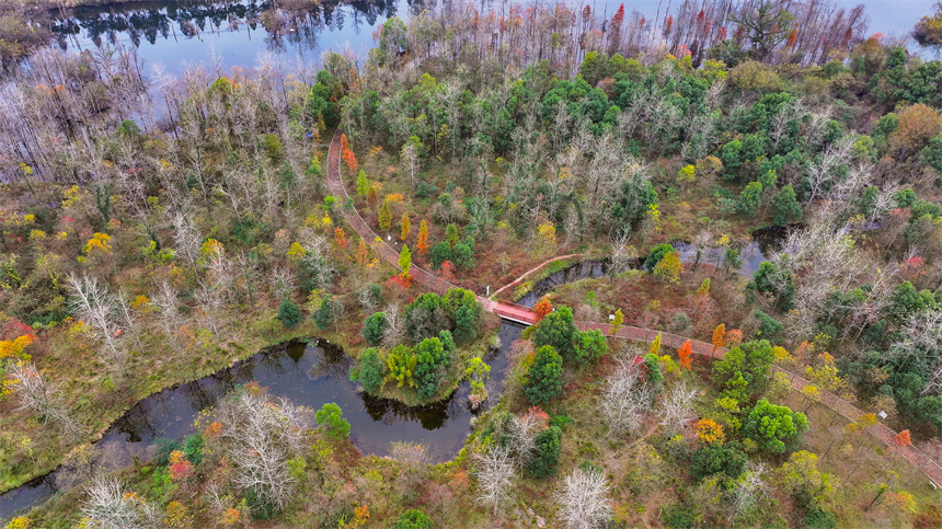 航拍鏡頭下的吉水縣吉湖國家濕地公園色彩斑斕，景色迷人。廖敏攝