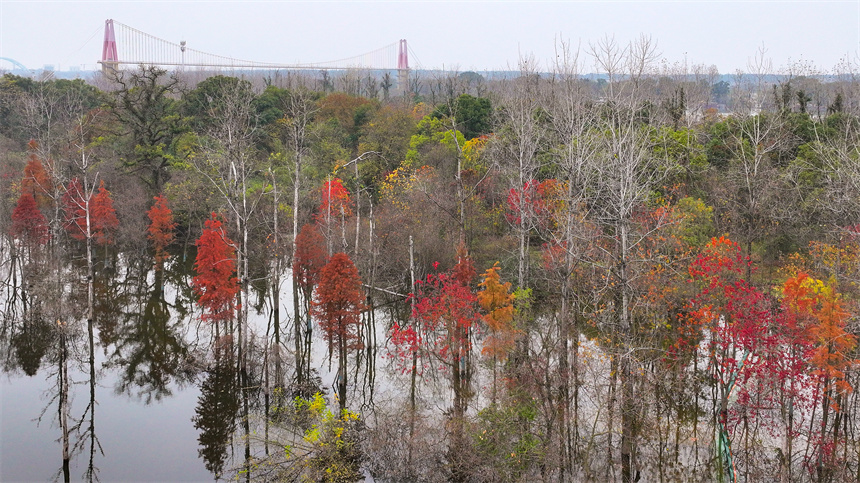 航拍鏡頭下的吉水縣吉湖國家濕地公園色彩斑斕，景色迷人。廖敏攝