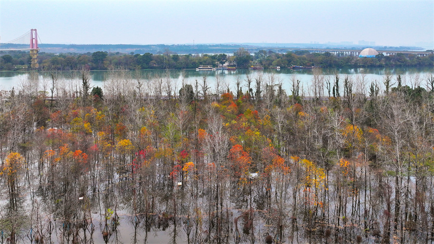 航拍鏡頭下的吉水縣吉湖國家濕地公園色彩斑斕，景色迷人。廖敏攝