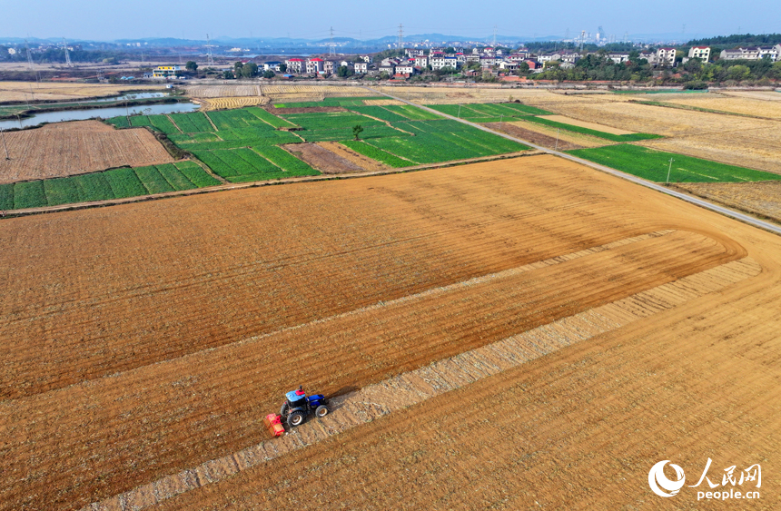 丰城市尚庄街道的一处农作物种植基地，村民在犁田松土和采收大豆，田间地头一派繁忙。人民网 朱海鹏摄