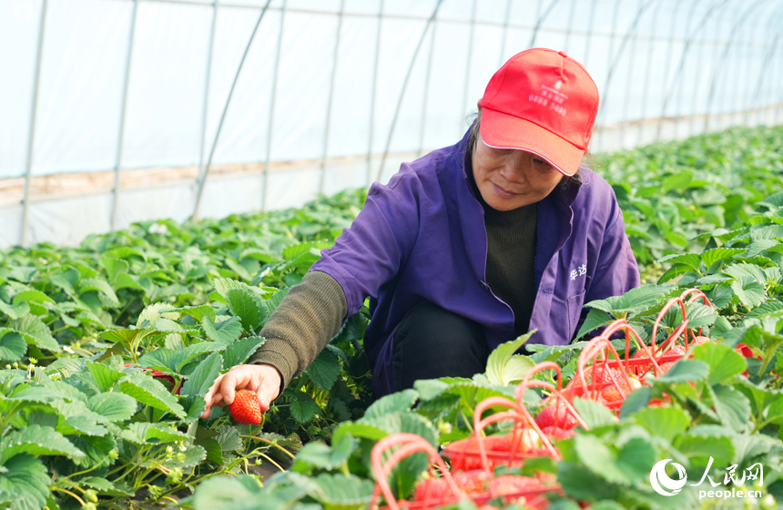 南昌市東湖區揚子洲鎮火車頭農場草莓種植基地，工人正在採摘草莓。人民網記者 毛思遠攝