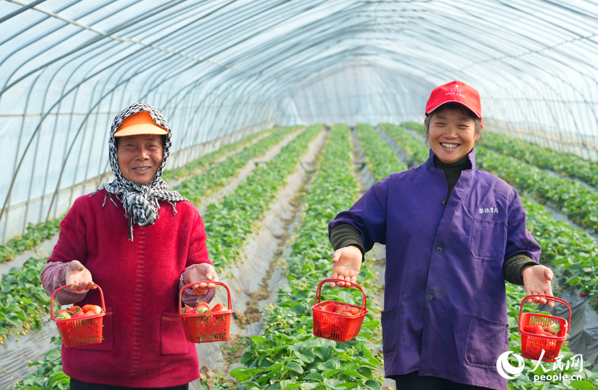 工人們展示採摘的草莓。人民網記者 毛思遠攝