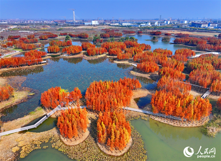 南昌市魚尾洲濕地公園，連片的水杉色彩斑斕、層林盡染。人民網 朱海鵬攝